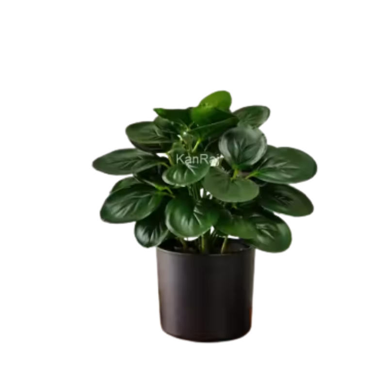 Natural looking Money Plant